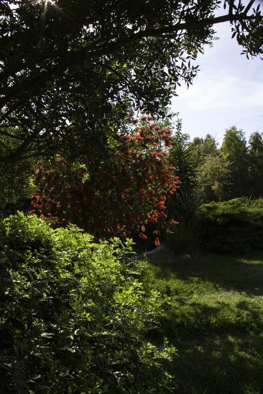 Il Vecchioliveto di Ornella Bed and Breakfast Marrùbiu Esterno foto